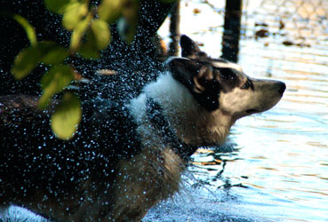 Hundebetreuung Friedrichshain 1